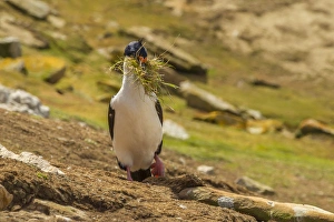 Images Dated 20th December 2014: Falkland Islands, Carcass Island. Imperial shag with nesting material. Credit as