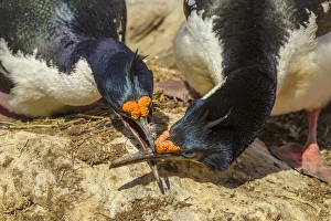 Images Dated 20th December 2014: Falkland Islands, Carcass Island. Imperial shags in conflict
