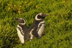 Images Dated 20th December 2014: Falkland Islands, Carcass Island. Close-up of Magellanic penguins