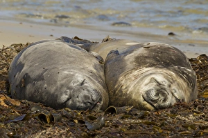 Falkland Islands, Carcass Island. Southern elephant seals, sleeping