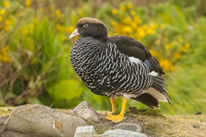 Falkland Islands, Carcass Island. Close-up of kelp goose