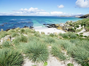 Falkland Islands, Carcass Island. Rocks and tussock grass along with bits of white sand line the lagoon