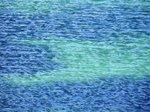 Turquoise Prints: Falkland Islands, Carcass Island