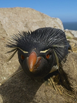 Ellen Anon Prints: Falkland Islands. Close-up of rockhopper penguin