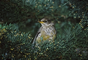 Thrush Prints: Falkland Islands. Close-up of thrush amid foliage