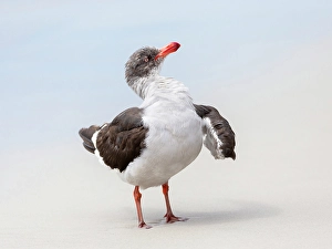 Larus Scoresbii Prints: Falkland Islands. A dolphin gull flaps its wings and jumps to dry its wet feathers