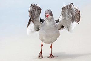 Larus Scoresbii Prints: Falkland Islands. A dolphin gull flaps its wings and jumps to dry its wet feathers