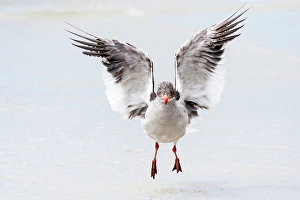Larus Scoresbii Prints: Falkland Islands. A dolphin gull flaps its wings and jumps to dry its wet feathers