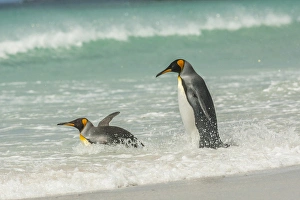 Falkland Islands, East Falkland, Volunteer Point. King penguins in beach surf. Credit as