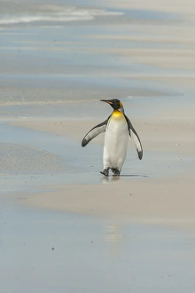 Cathy Gordon Illg Prints: Falkland Islands, East Falkland, Volunteer Point. King penguin walking on beach. Credit as
