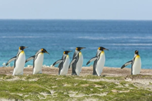 Images Dated 14th December 2014: Falkland Islands, East Falkland, Volunteer Point. King penguins walking. Credit as