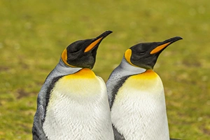 Images Dated 14th December 2014: Falkland Islands, East Falkland, Volunteer Point. Pair of king penguins. Credit as