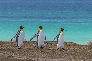 Images Dated 14th December 2014: Falkland Islands, East Falkland, Volunteer Point. King penguins walking. Credit as