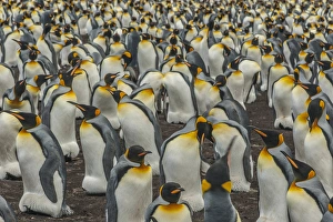 Images Dated 14th December 2014: Falkland Islands, East Falkland, Volunteer Point. King penguin colony. Credit as