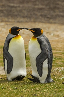 Images Dated 22nd December 2014: Falkland Islands, East Falkland, Saunders Island. Pair of king penguins. Credit as