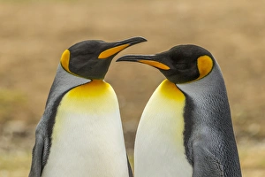 Images Dated 14th December 2014: Falkland Islands, East Falkland, Volunteer Point. Pair of king penguins. Credit as