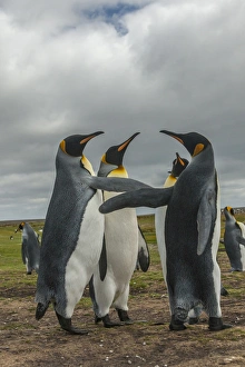 Images Dated 14th December 2014: Falkland Islands, East Falkland, Volunteer Point. King penguins in dominance display