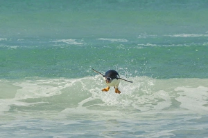 Images Dated 14th December 2014: Falkland Islands, East Falkland, Volunteer Point. Gentoo penguin leaping in surf
