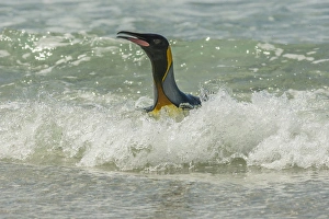 Images Dated 14th December 2014: Falkland Islands, East Falkland, Volunteer Point. King penguin in surf. Credit as