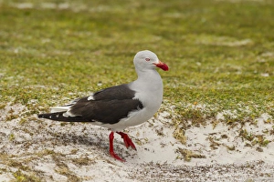Images Dated 14th December 2014: Falkland Islands, East Falkland, Volunteer Point. Dolphin gull close-up. Credit as