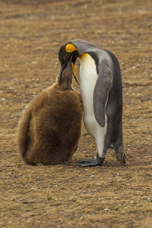 Images Dated 14th December 2014: Falkland Islands, East Falkland, Volunteer Point. King penguin parent feeding chick