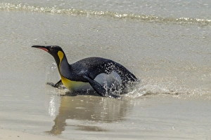 Falkland Islands, East Falkland, Volunteer Point. King penguin on beach. Credit as