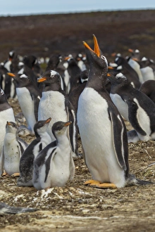 Falkland Islands, East Falkland, Volunteer Point. Gentoo penguin colony. Credit as