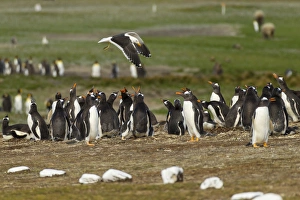 Falkland Islands, East Falkland, Volunteer Point. Kelp gull flies over gentoo penguin colony