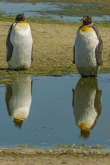 Images Dated 14th December 2014: Falkland Islands, East Falkland, Volunteer Point. King penguins reflecting in water