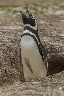 Images Dated 14th December 2014: Falkland Islands, East Falkland, Volunteer Point. Magellanic penguin braying at burrow