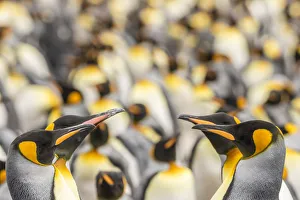 Prints of Falkland Islands, East Falkland. King penguins in colony. Credit as: Cathy and Gordon Illg / Jaynes Gallery / DanitaDelimont Images Dated 2016 December: Falkland Islands, East Falkland. King penguins in colony