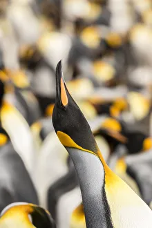 Prints of Falkland Islands, East Falkland. King penguin calling. Credit as: Cathy and Gordon Illg / Jaynes Gallery / DanitaDelimont Images Dated 2016 December: Falkland Islands, East Falkland. King penguin calling