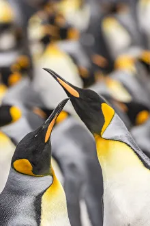 Prints of Falkland Islands, East Falkland. King penguins in colony. Credit as: Cathy and Gordon Illg / Jaynes Gallery / DanitaDelimont Images Dated 2016 December: Falkland Islands, East Falkland. King penguins in colony