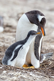 Ellen Goff Prints: Falkland Islands. A gentoo chick encourages its parent to feed it by pecking on its bill