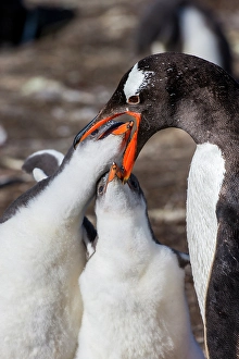 Caring Prints: Falkland Islands. Gentoo chicks put their bills inside the parent's mouth to feed