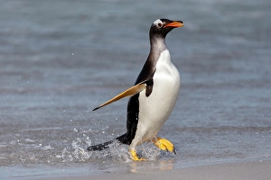 Images Dated 7th June 2024: Falkland Islands. A gentoo emerges from the water with high stepping feet