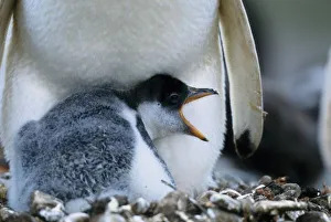 Parenting Prints: Falkland Islands. Gentoo penguin chick next to parent