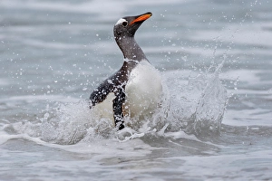 Images Dated 29th August 2024: Falkland Islands. A gentoo penguin emerges from the surf with lots of spray