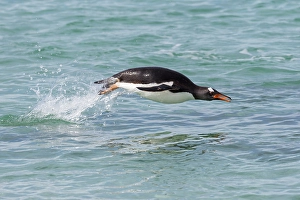Images Dated 7th June 2024: Falkland Islands. A gentoo penguin jumps out of the water during its swim