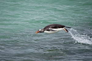 Bubble Prints: Falkland Islands. A gentoo penguin jumps out of the water while swimming in the blue-green water