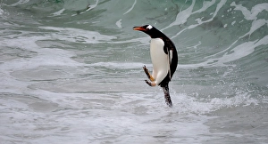 Graceful Prints: Falkland Islands. A gentoo penguin jumps out of the water on its way to the shore
