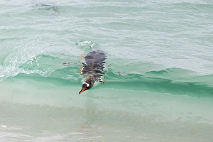 Submerged Prints: Falkland Islands. A gentoo penguin shows up in the absolutely clear waves