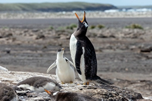 Nest Prints: Falkland Islands. A gentoo penguin throws back its head and vocalizes white its chick looks