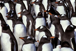 Falkland Islands. Gentoo Penguins. (Pyroscelis papua)