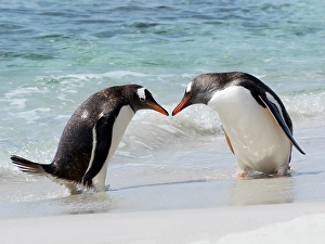 Beak Prints: Falkland Islands. Two gentoo penguins meet on the beach after emerging from the water