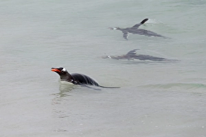 Submerged Prints: Falkland Islands. Gentoo penguins swim close to shore in the clear water