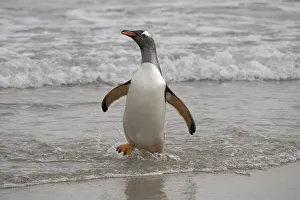 Shoreline Prints: Falkland Islands, Grave Cove. Gentoo penguin returning from ocean
