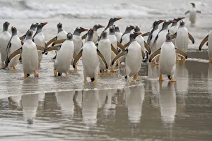 Images Dated 10th January 2020: Falkland Islands, Grave Cove. Gentoo penguins emerging from ocean