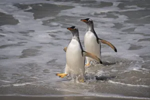 Antarctica Prints: Falkland Islands, Grave Cove. Gentoo penguins returning from ocean