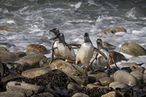 Shoreline Prints: Falkland Islands, Grave Cove. Gentoo penguins returning from ocean